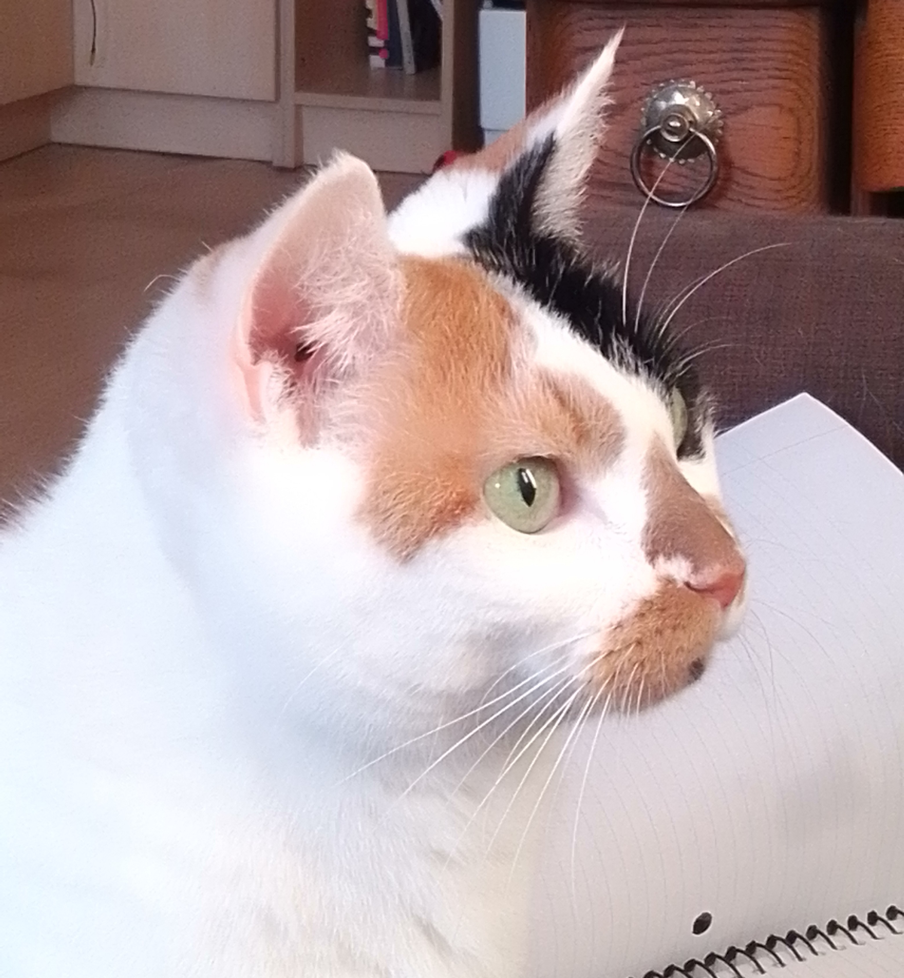 Photo of the side of a cat's head. Cat is white with green eyes and orange and black markings. There is a notebook open behind the cat.